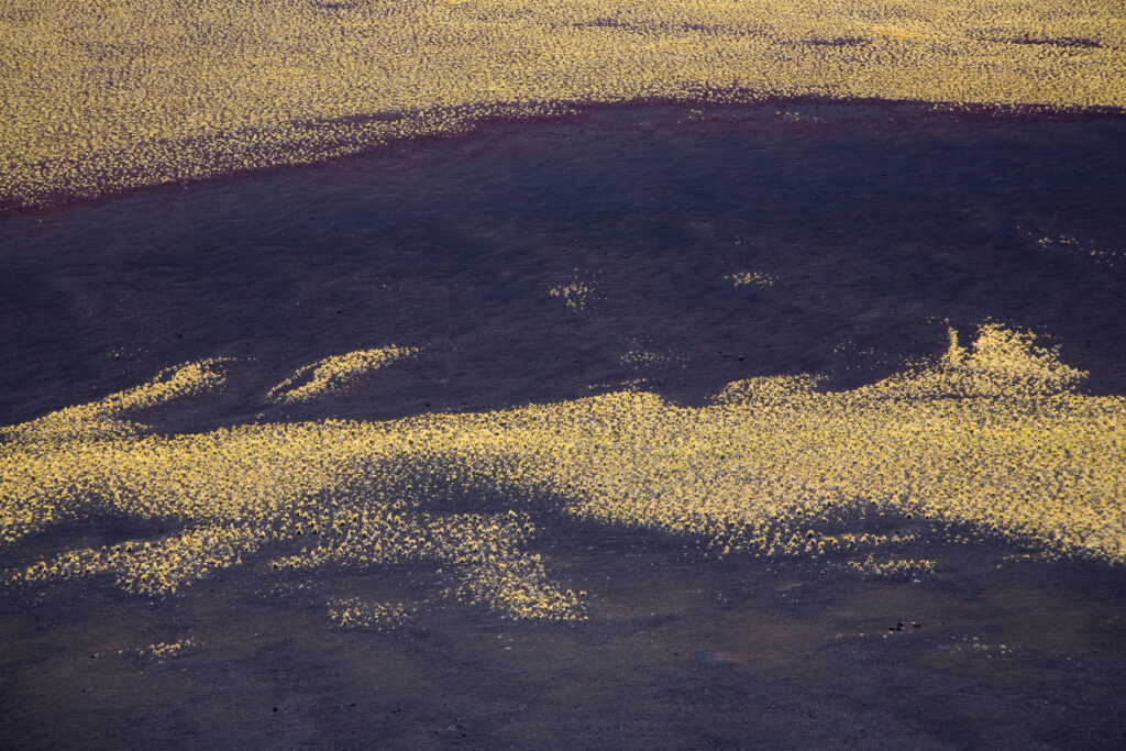 Argentina, Mendoza, Parque Provincial Payunia. Natural patterns of vegetation growing upon the barren volcanic landscape of the reserve.