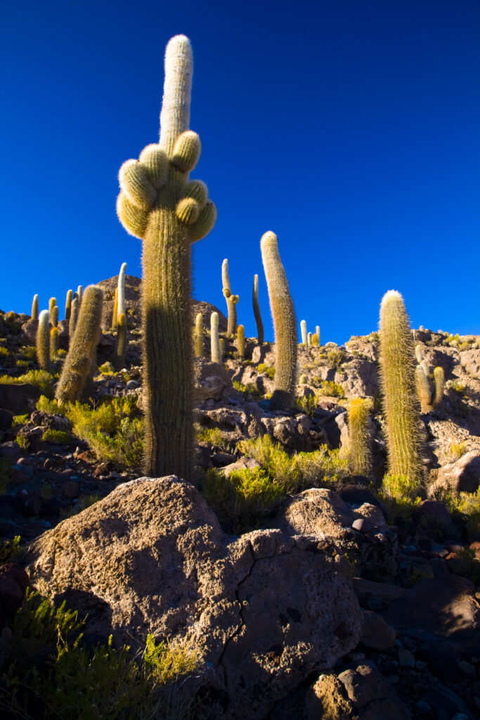 Bolivia, Southern Altiplano, Salar de Uyuni. Cacti growing on Isla de Pescado (Fish Island) located on the largest and highest salt flat in the world - The Salar de Uyuni.