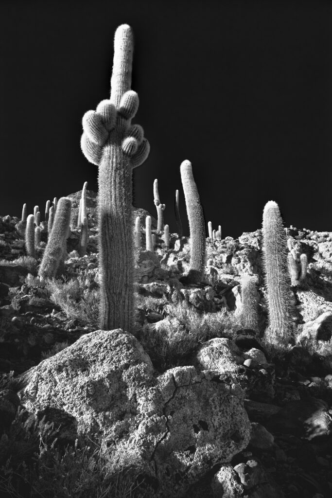 Bolivia, Southern Altiplano, Salar de Uyuni. Cacti growing on Isla de Pescado (Fish Island) located on the largest and highest salt flat in the world - The Salar de Uyuni.