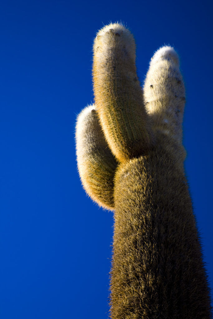 Bolivia, Southern Altiplano, Salar de Uyuni. Cacti growing on Isla de Pescado (Fish Island) located on the largest and highest salt flat in the world - The Salar de Uyuni.