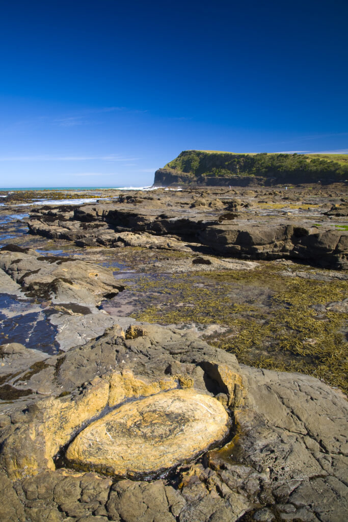 New Zealand, Southland, The Catlins. Curio Bay Petrified Forest, an internationally renowned fossilised forest, dating from the Jurassic period.