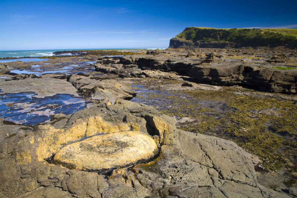 New Zealand, Southland, The Catlins. Curio Bay Petrified Forest, an internationally renowned fossilised forest, dating from the Jurassic period.