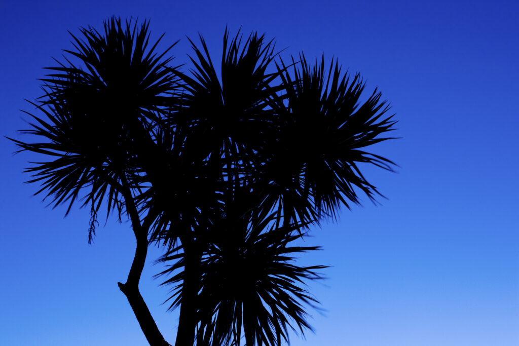 New Zealand, Southland, The Catlins. Silhouette of grass tree and other examples of native New Zealand bush.
