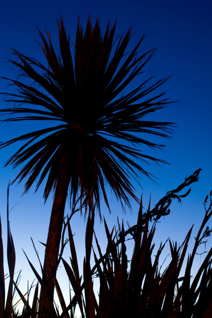 New Zealand, Southland, The Catlins. Silhouette of grass tree and other examples of native New Zealand bush.
