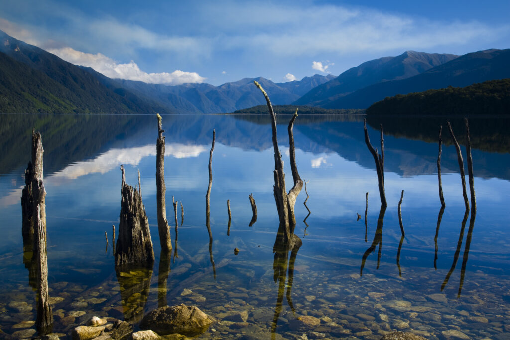 New Zealand, Southland, Fiordland National Park. The flooded remnants of trees pierce the tranquil waters of Lake Monowai.