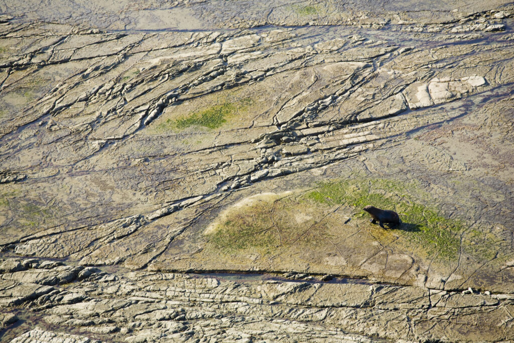New Zealand, Marlborough, Kaikoura. New Zealand Fur Seal exploring Limestone Pavement near the Kaikoura Coast.