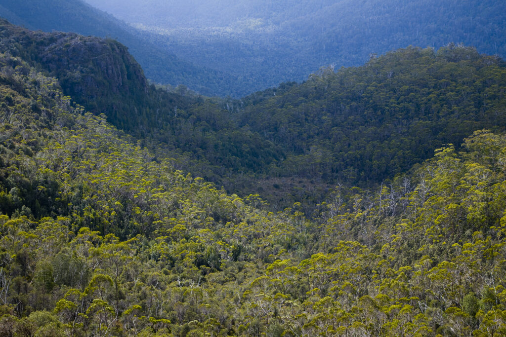 Australia, Tasmania, Cradle Mt - Lake St Clair National Park. Dense woodland in the Forth River Valley, viewed from a viewpoint on the Overland Track.