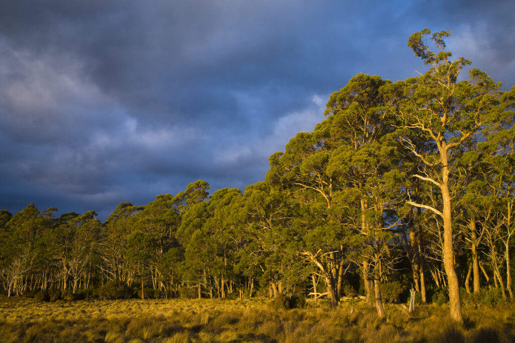 Australia, Tasmania, Cradle Mt - Lake St Clair National Park. Woodland near New Pelion Hut on the Overland Track