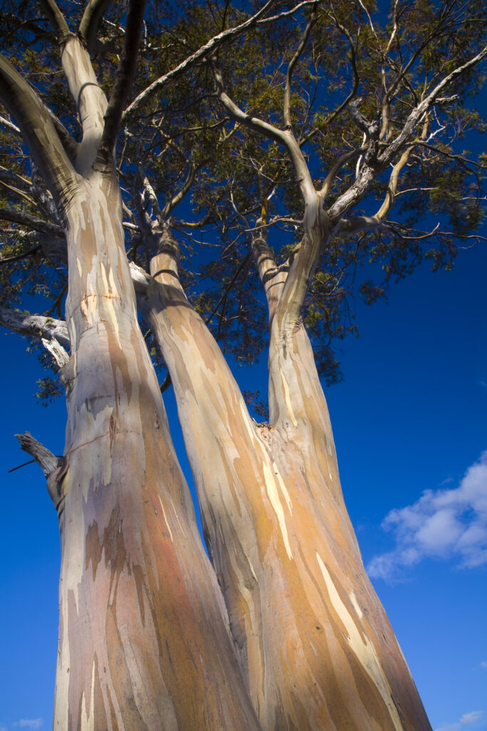 Australia, Tasmania, Cradle Mt - Lake St Clair National Park. A Gumtree growing alongside the Overland Track.
