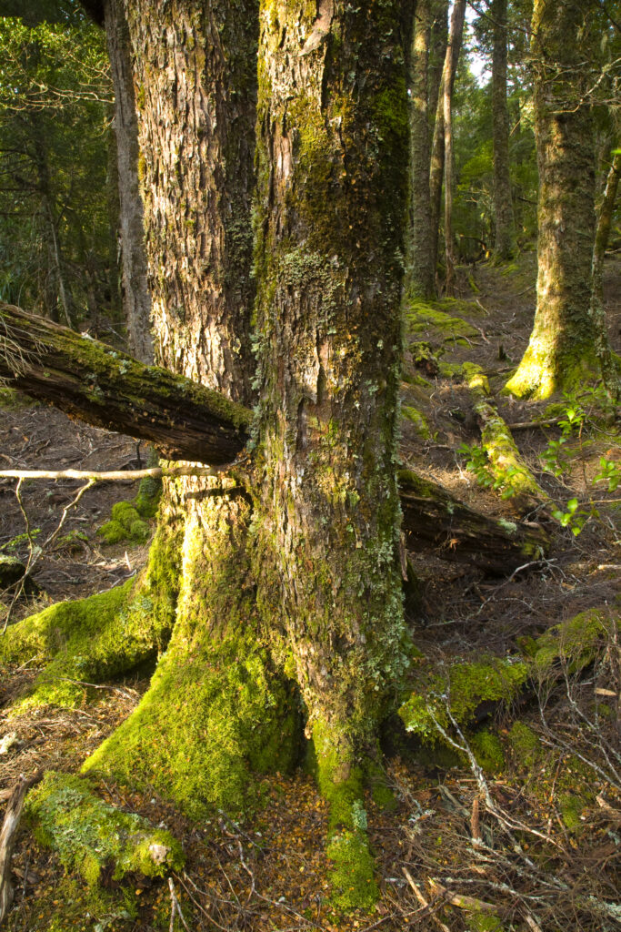 Australia, Tasmania, Cradle Mt - Lake St Clair National Park. Native bush and woodland on the Overland Track.