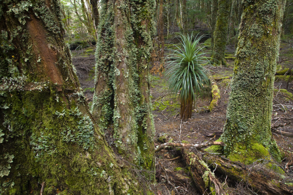 Australia, Tasmania, Cradle Mt - Lake St Clair National Park. Native bush and woodland on the Overland Track.