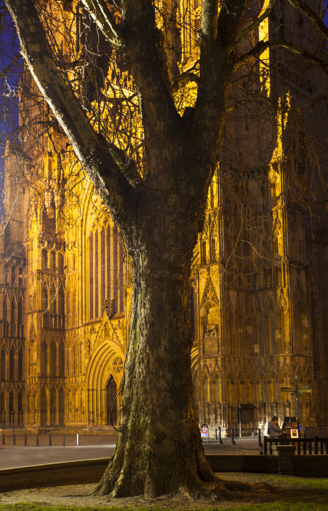 England, North Yorkshire, York City. Grand tree with the equally grand York Minster Cathedral in the distance, with a street busker playing a piano at night.