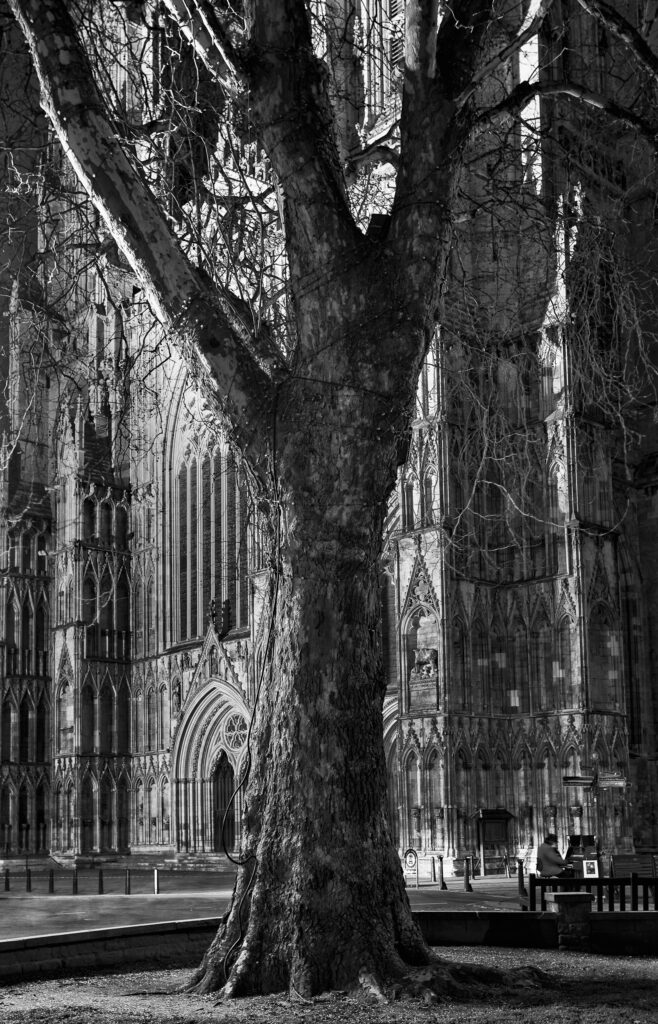 England, North Yorkshire, York City. Grand tree with the equally grand York Minster Cathedral in the distance, with a street busker playing a piano at night.