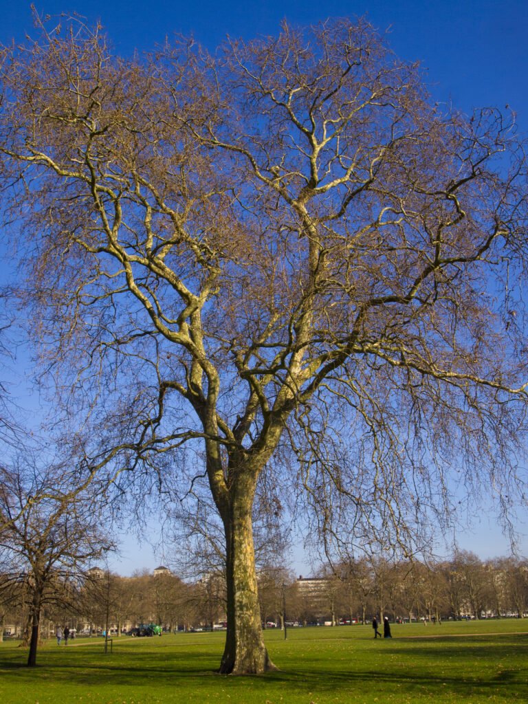 England, London, Hyde Park. Tree in Hyde Park, a popular green space near the city center of London.
