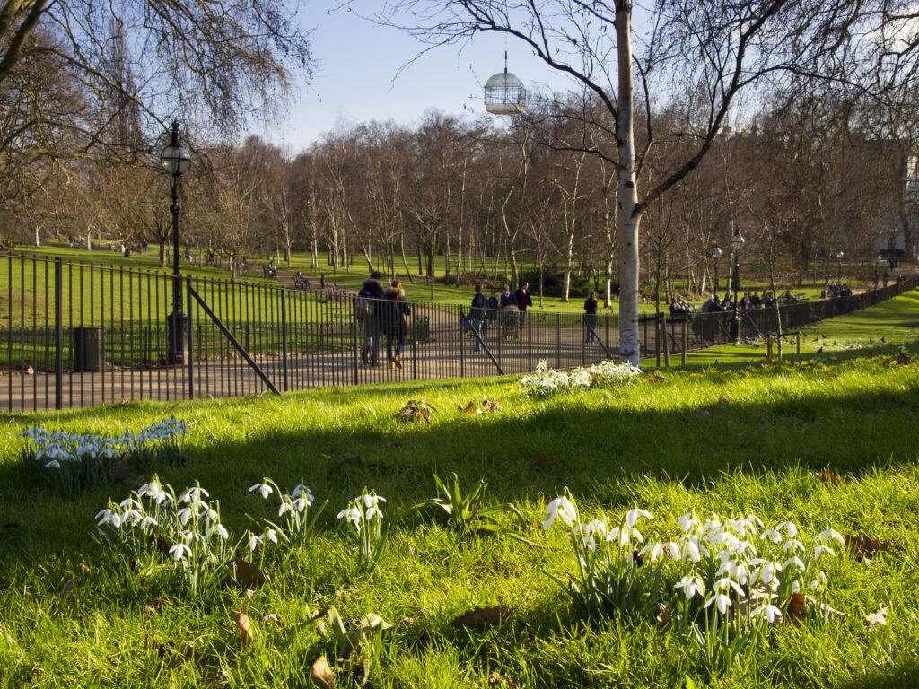 England, London, Hyde Park. Snowdrops growing in Hyde Park, a popular green space near the city center of London.