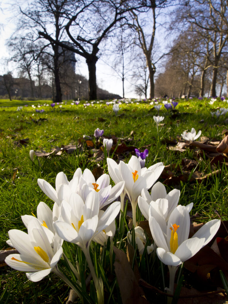 England, London, Hyde Park. Crocuses flowering in early spring at Hyde Park in London.