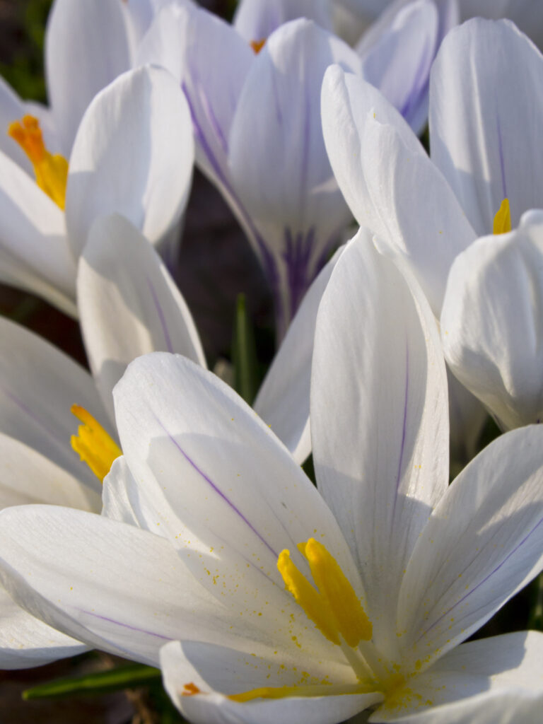 England, London, Hyde Park. Crocuses flowering in early spring at Hyde Park in London.