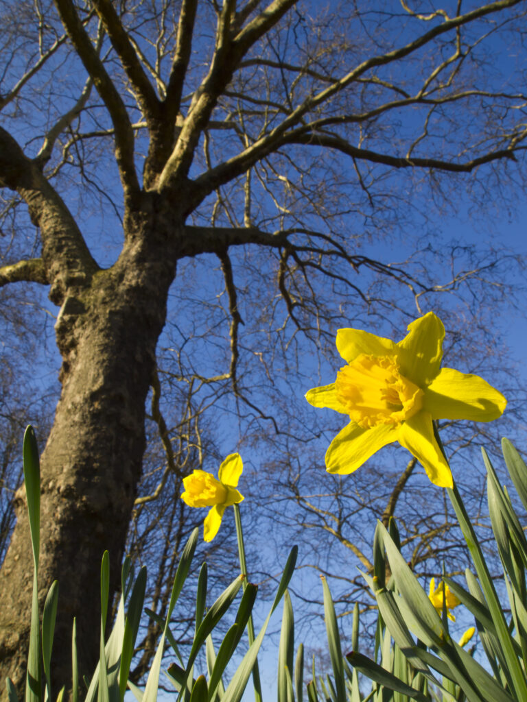 England, London, Hyde Park. The first Daffodil of spring, photographed in February 2012 at Hyde Park in London.