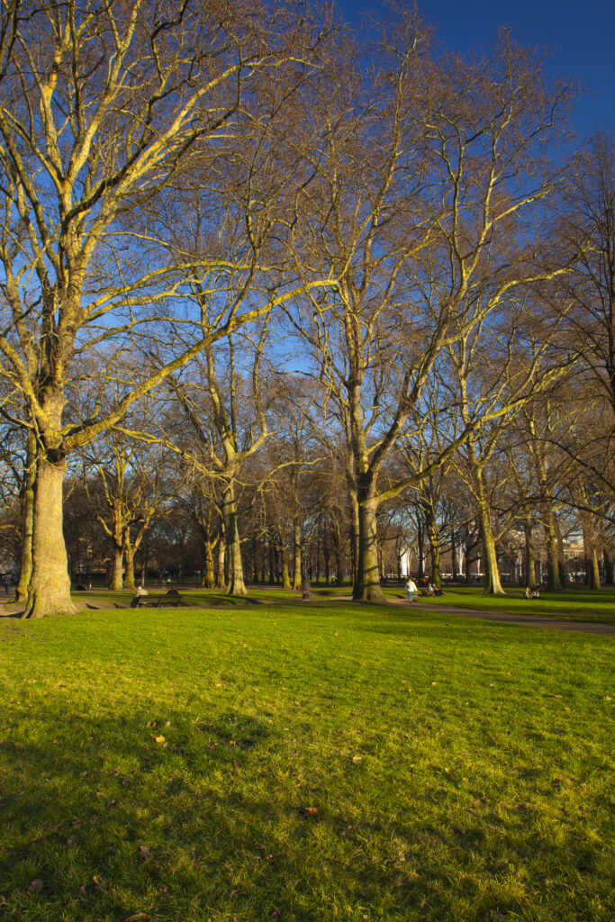 England, London, Green Park. Late afternoon light illuminates Green Park during the spring months.