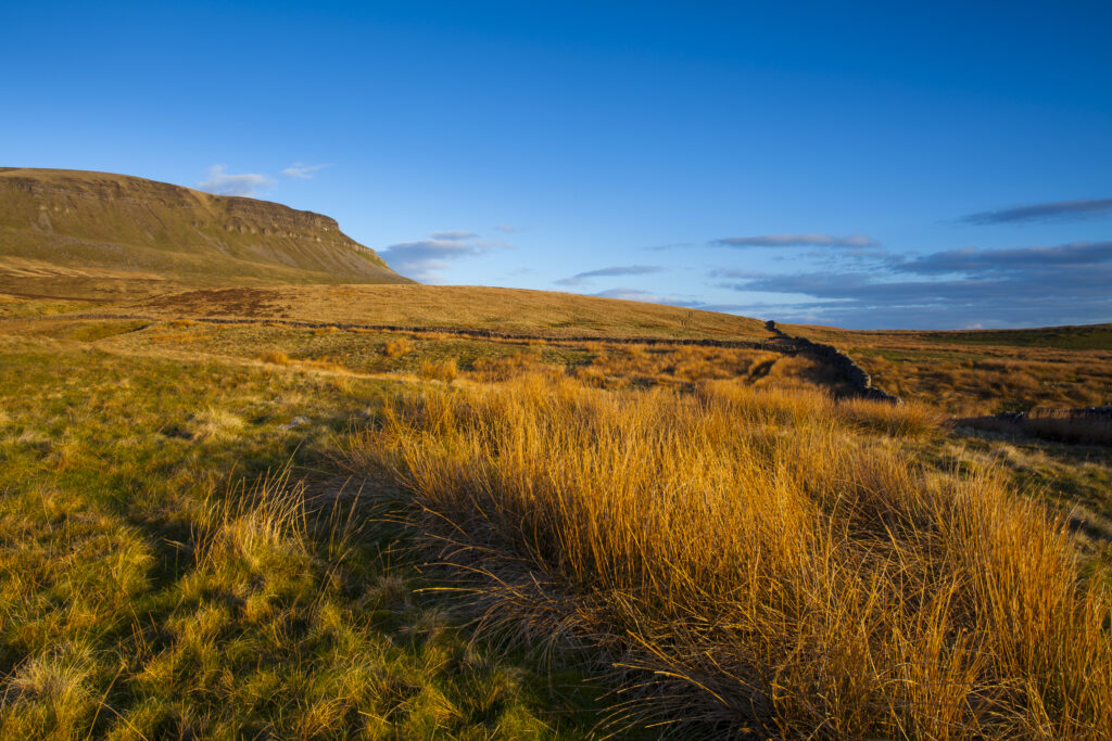 England, North Yorkshire, Yorkshire Dales National Park. Last light on Horton Moor in the Pennines, with the distinctive peak of Pen-y-ghent in the distance.