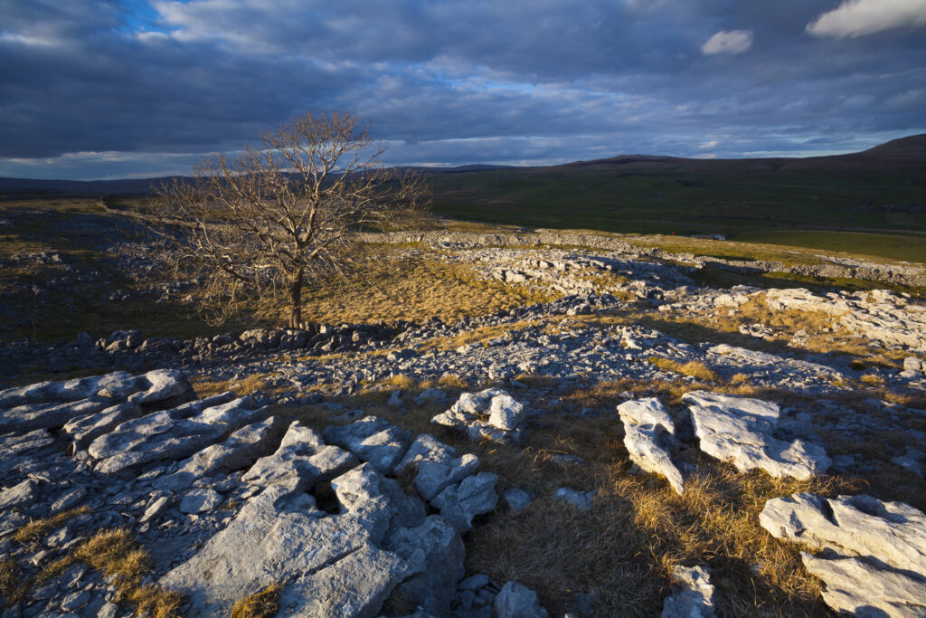 England, North Yorkshire, Yorkshire Dales National Park. Lone tree and limestone pavement in the area known as Moughton Scars near the small village of Horton in Ribblesdale.