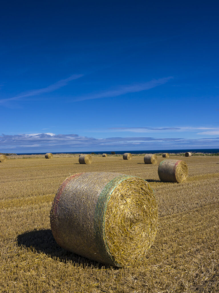 England, North Yorkshire, Scarborough. Hay bales in a field in North Yorkshire.