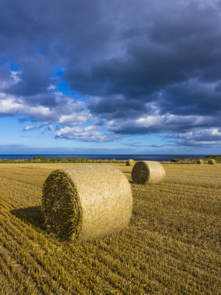 England, North Yorkshire, Scarborough. Hay bales in a field in North Yorkshire.