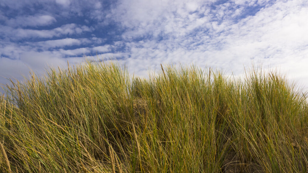 England, Lancashire, Lytham St Annes. Sand dunes on the Lytham St Annes coast near Blackpool.