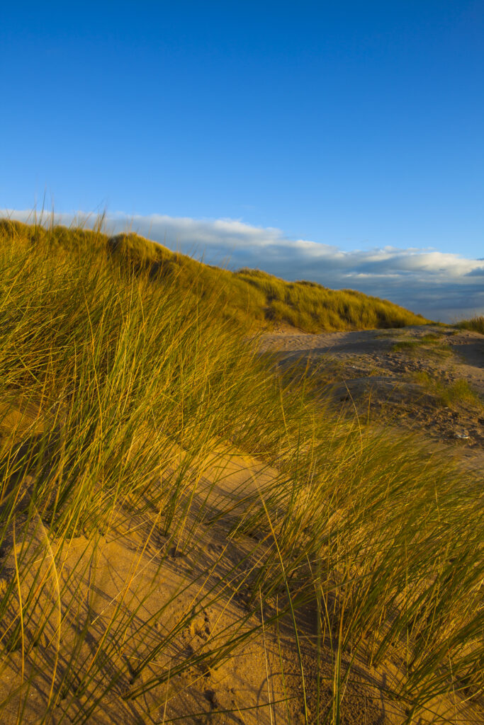 England, Lancashire, Lytham St Annes. Sand dunes on the Lytham St Annes coast near Blackpool.