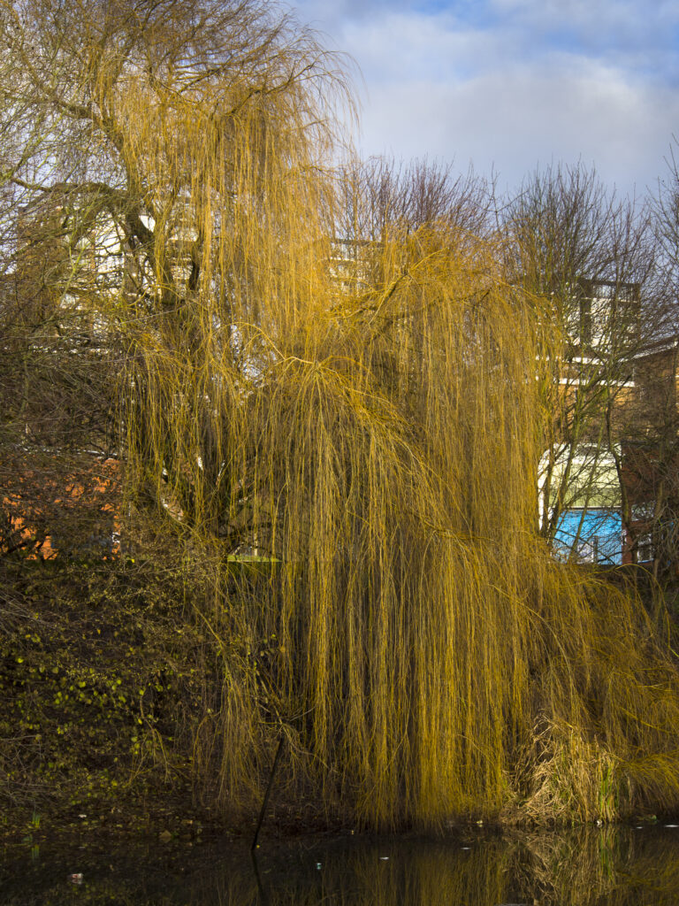 England, West Midlands, Stourbridge Canal. Weeping Willow tree located near the Delph Nine Locks at Brierley Hill in the Black Country.