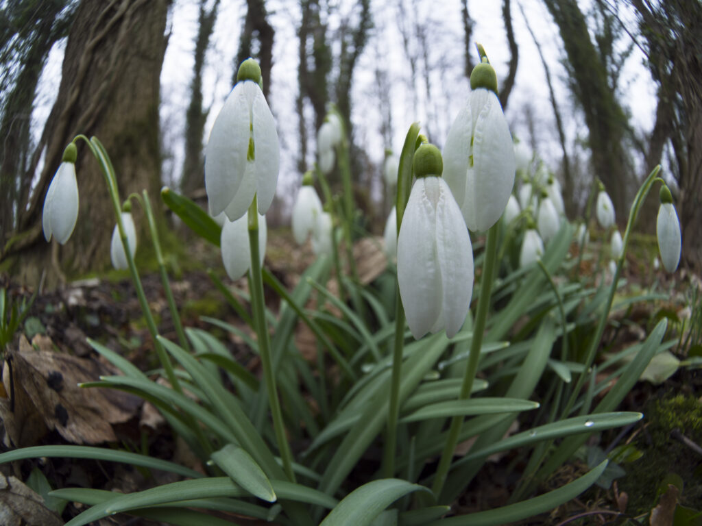England, Northumberland, Plessey Woods Country Park. Common Snowdrop (Galanthus nivalis) growing in Plessey Woods Country Park.