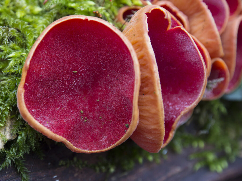 Scarlet Elfcup Fungus (Sarcoscypha austriaca) growing in Plessey Woods Country Park, Northumberland, UK.