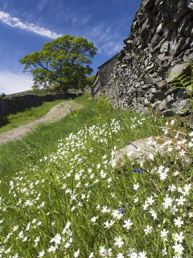 England, Cumbria, Lake District National Park. Wild flowers growing alongside a traditional dry-stone wall near Troutbeck.