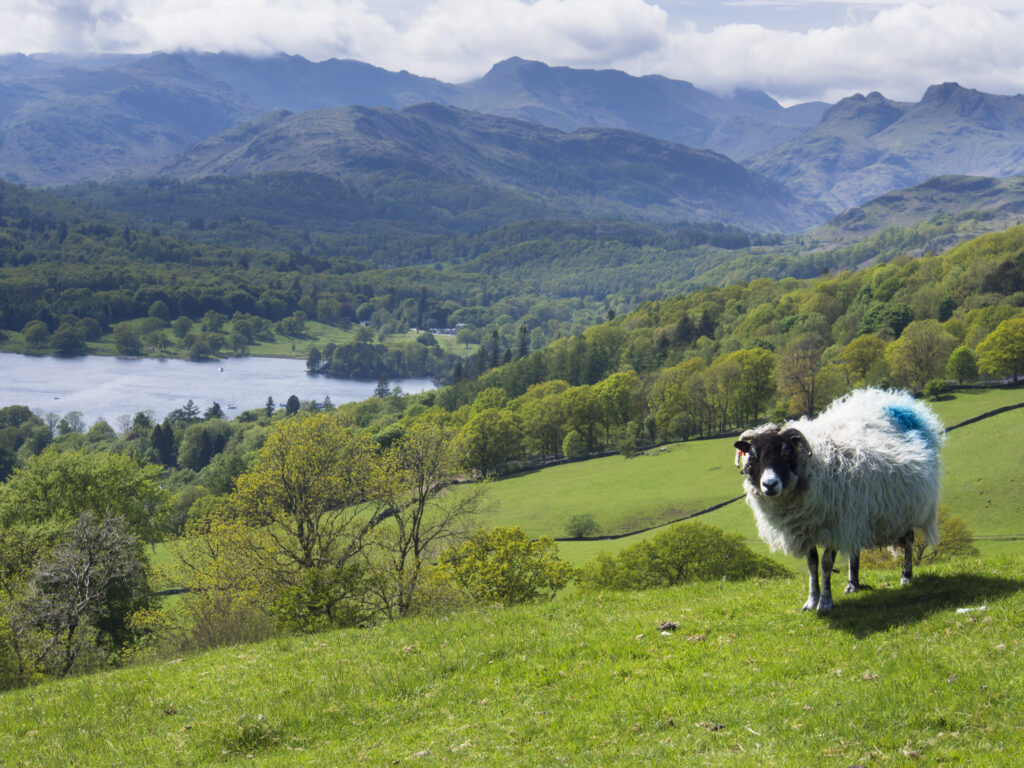 England, Cumbria, Lake District National Park. Sheep grazing in a field near Jenkins Crag above Lake Windermere.