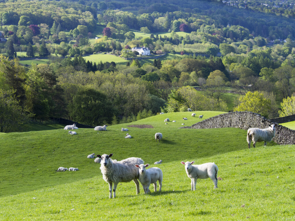 England, Cumbria, Lake District National Park. Sheep grazing near the small village of Troutbeck above Lake Windermere.