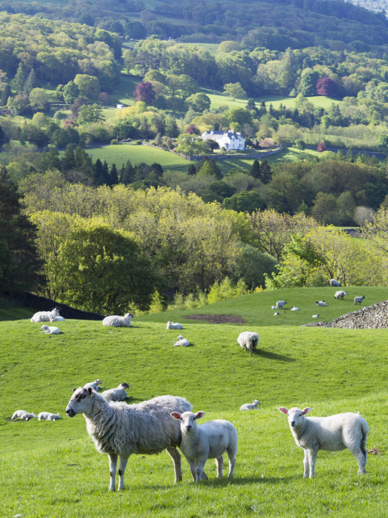 England, Cumbria, Lake District National Park. Sheep grazing near the small village of Troutbeck above Lake Windermere.