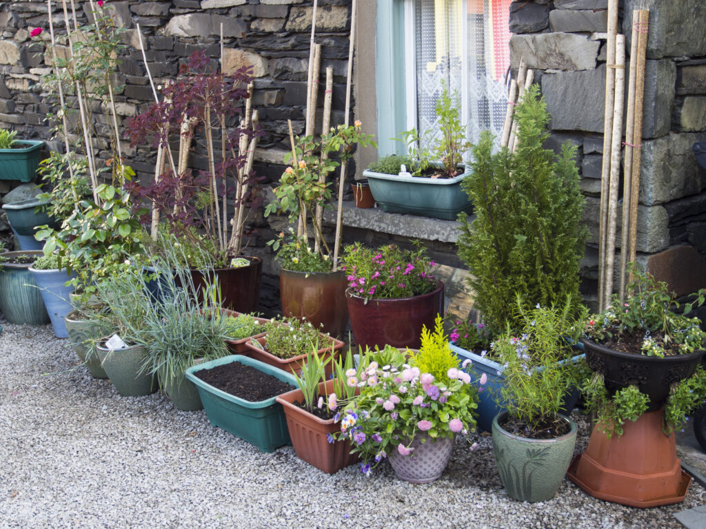 England, Cumbria, Lake District National Park. Selection of potted plants growing outside a house in Ambleside.