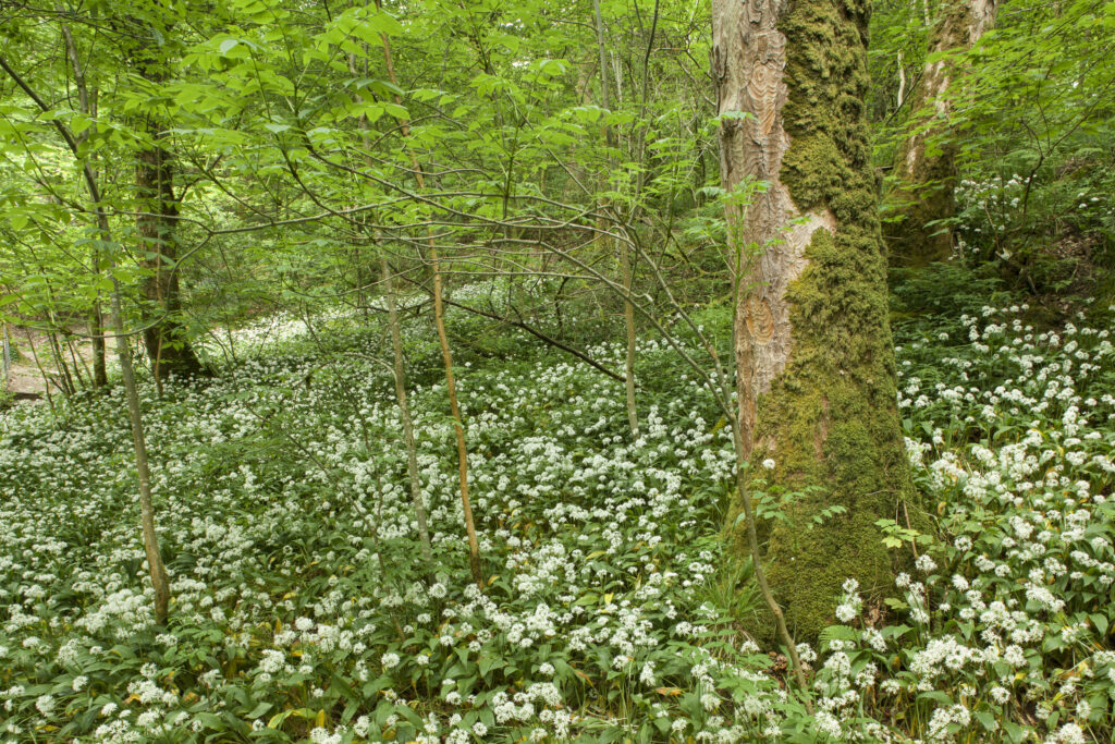 England, Cumbria, Lake District National Park. Ramsons (wild garlic) growing in woodland near to Ambleside.