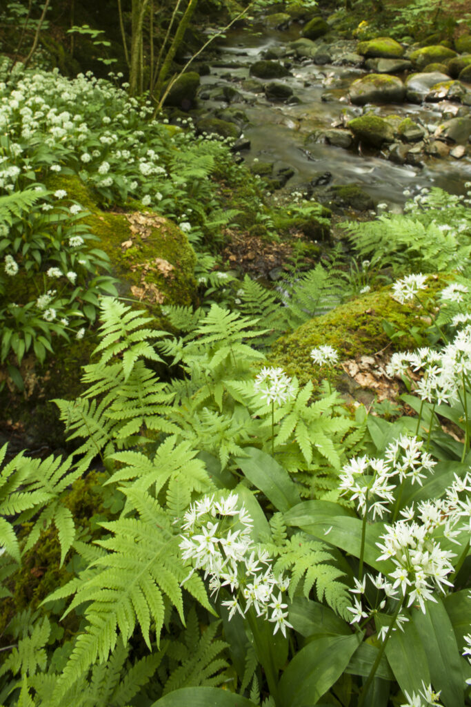 England, Cumbria, Lake District National Park. Ramsons (wild garlic) growing close to a stream in woodland near to Ambleside.