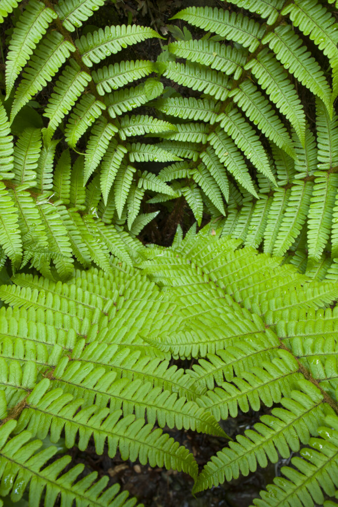 England, Cumbria, Lake District National Park. Detail of fern growing near Ambleside.