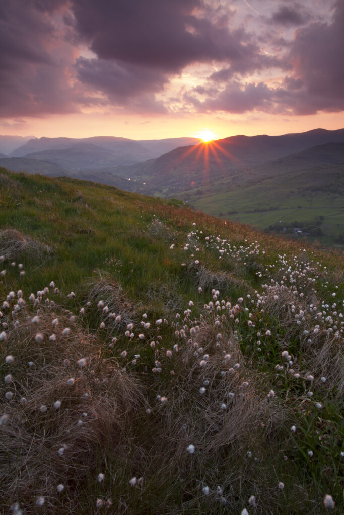 England, Cumbria, Lake District National Park. Cotton grass growing near Wansfell Pike, part of Caudale Moor.