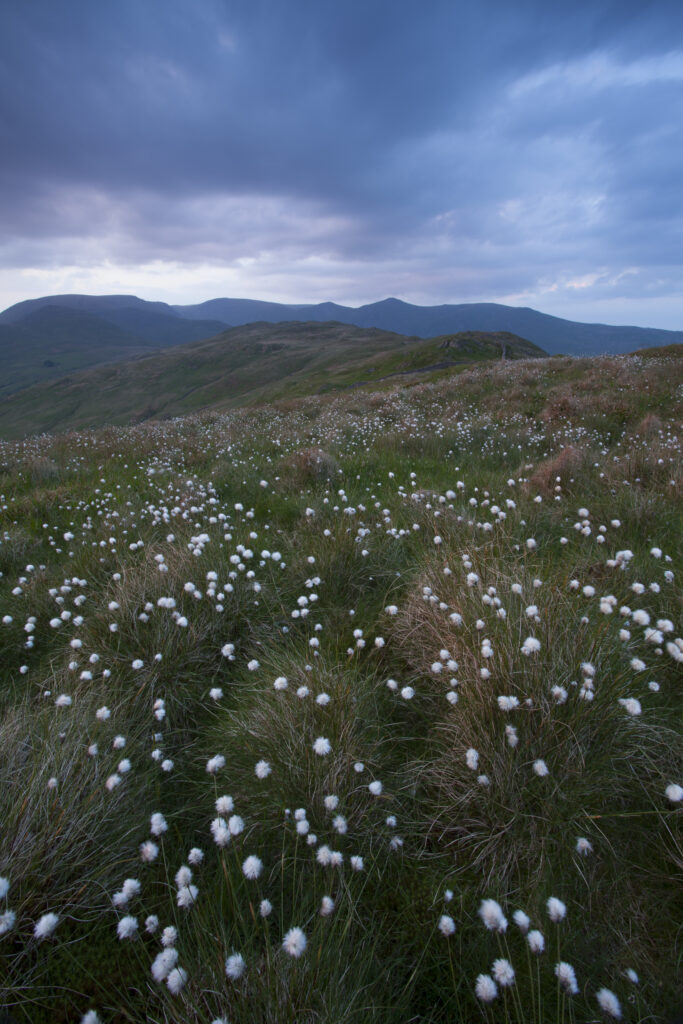 England, Cumbria, Lake District National Park. Cotton grass growing near Wansfell Pike, part of Caudale Moor.