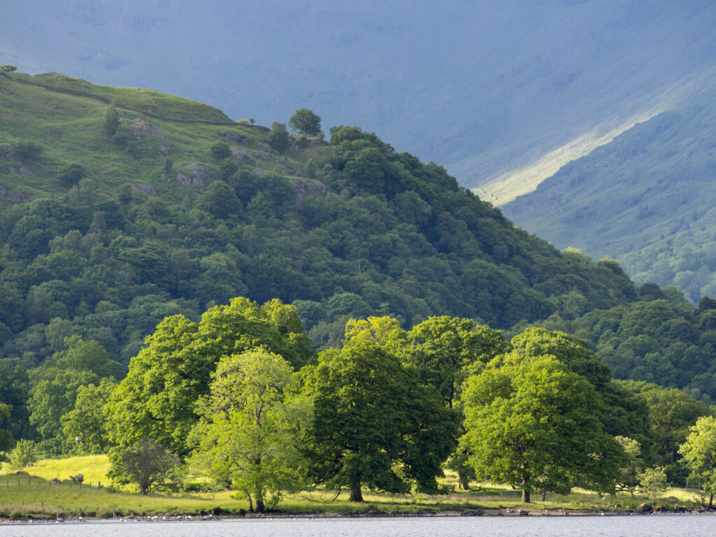 England, Cumbria, Lake District National Park. Evening light on a group of trees near Ambleside.