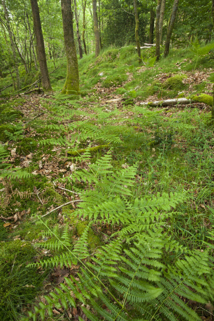 England, Cumbria, Lake District National Park. Great Knott Wood an ancient woodland near Lakeside.