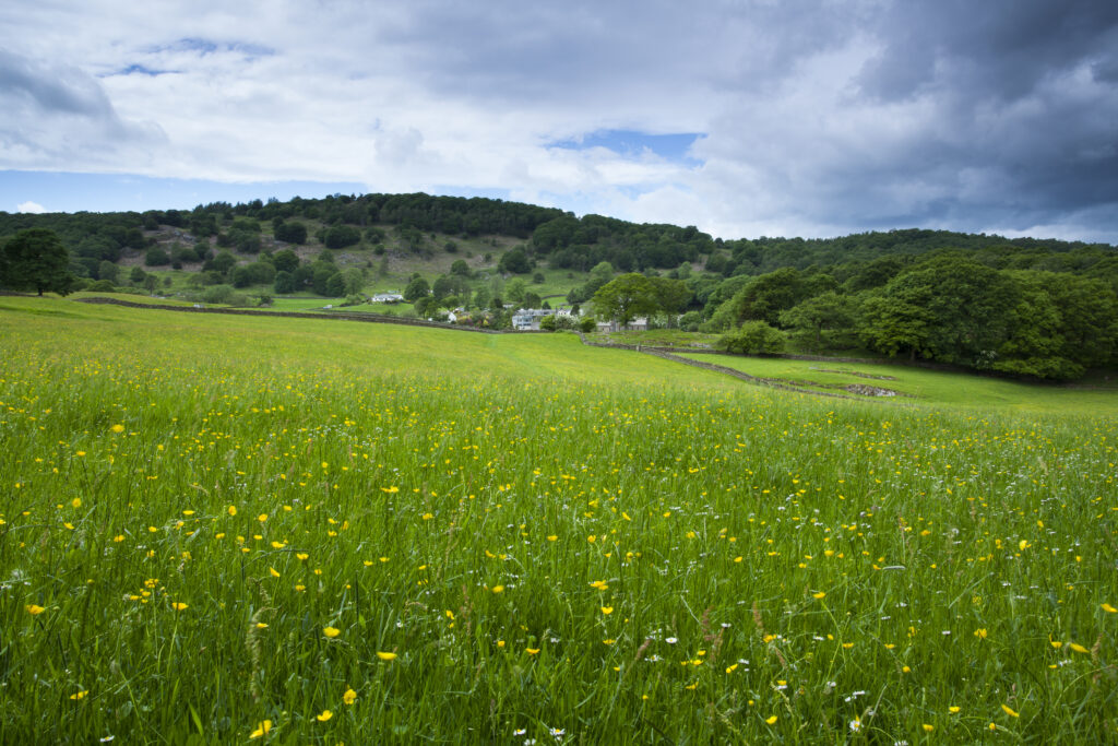 England, Cumbria, Lake District National Park. Wild flower meadow near Lakeside.
