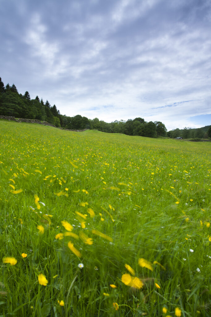 England, Cumbria, Lake District National Park. Wild flower meadow near Lakeside.