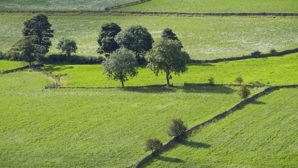 England, North Yorkshire, North York Moors National Park. Abstract, aerial view of tree, wall and hedgerow in a field in the National Park.