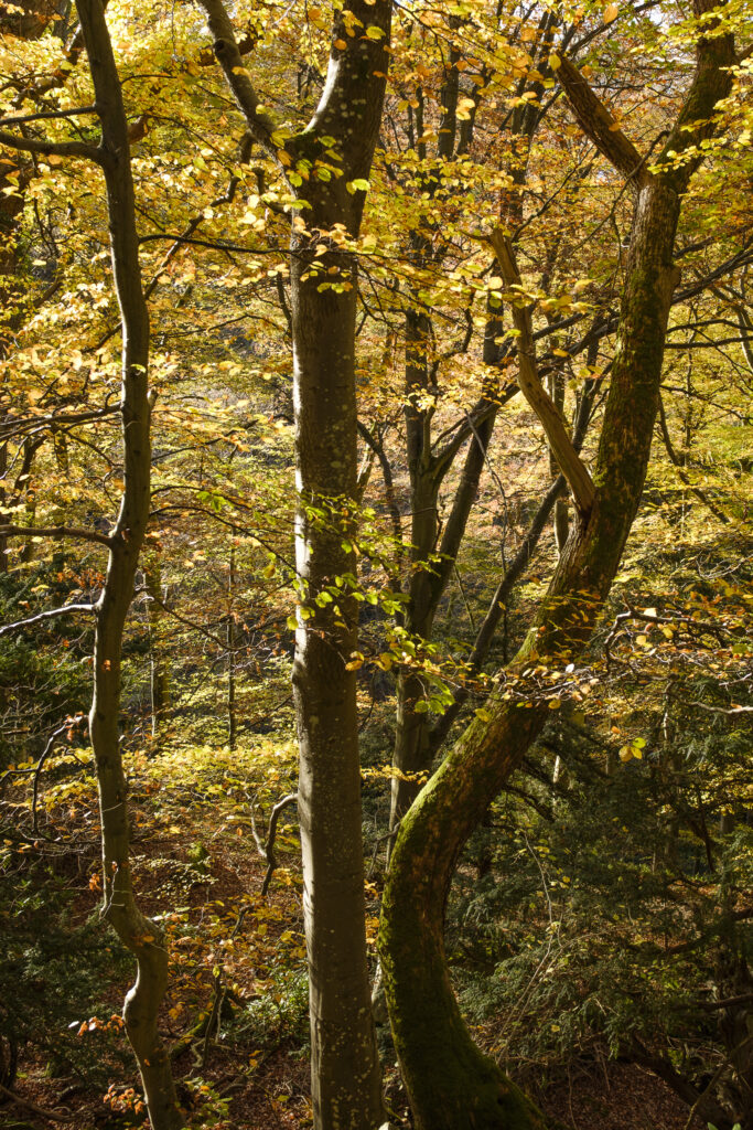 England, Northumberland, Allen Banks and Staward Gorge. The autumnal colours of the Allen Banks woodland near Hexham in Northumberland.