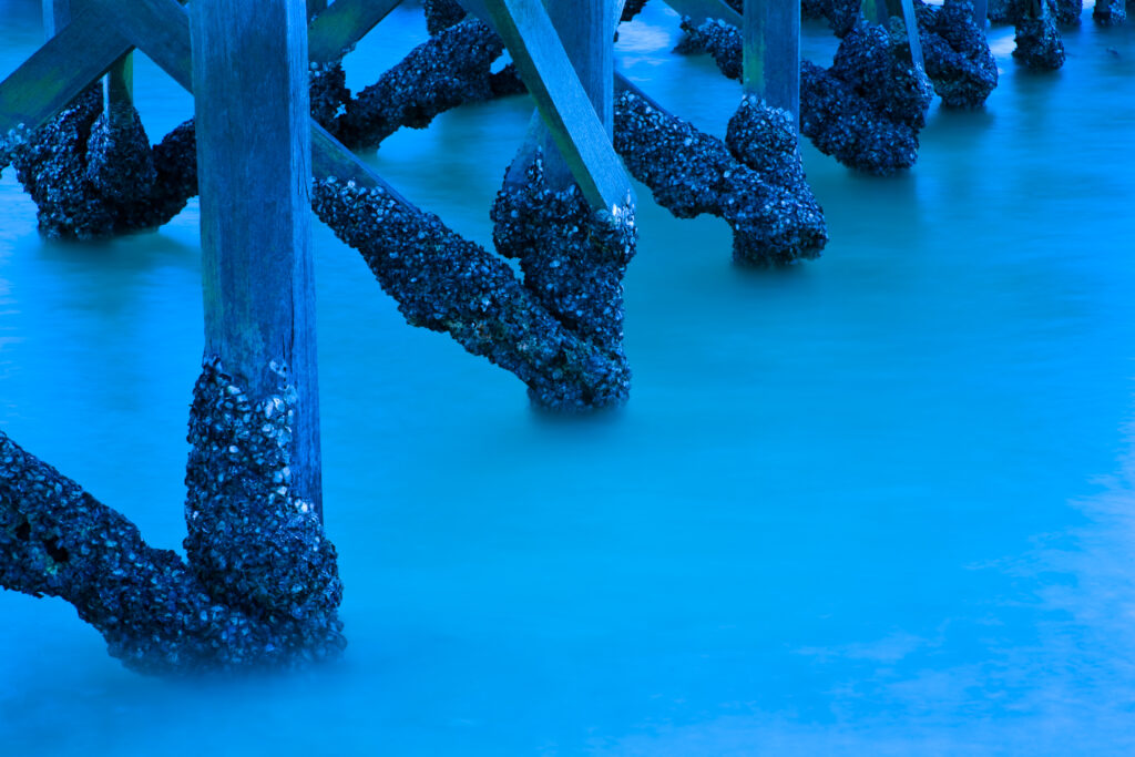 Borneo, Sabah Malaysia, Tunku Abdul Rahman Park. Limpets and other shells on the wooden jetty of Sapi Island viewed at dusk.