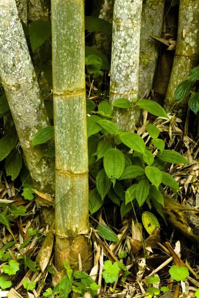 Sabah Malaysia, Borneo, Kinabalu National Park. Bamboo plants near the Poring Hot Springs.